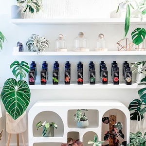 May include: A white shelf unit with arched openings displays various potted plants. The shelves are filled with small potted plants, including a monstera, a philodendron, and a calathea. The shelf unit is made of white wood and has a modern design.