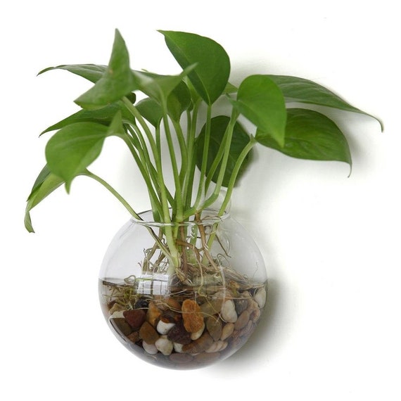 Wall Vase Flower Glass Terrarium Hydroponic Plant Frame Etsy