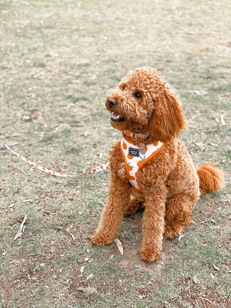 Peach Perfect Cute Dog Harness Etsy