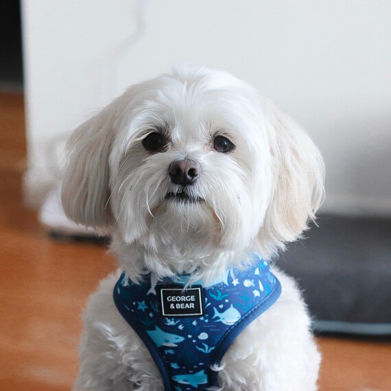 puppy biting harness
