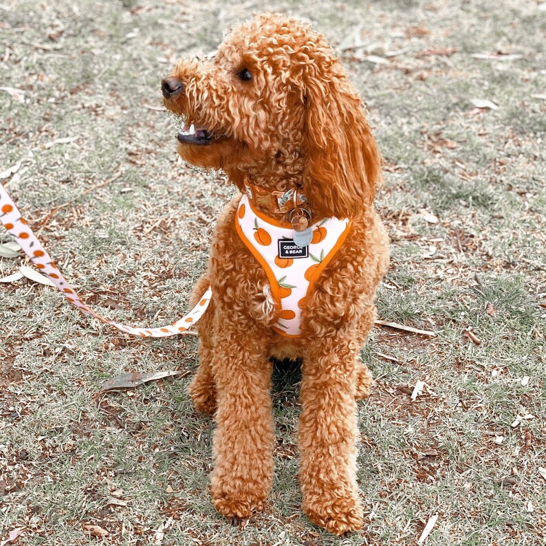 Peach Perfect Cute Dog Harness Etsy