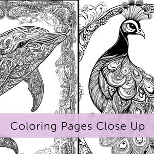 Op de afbeelding: Zwart-wit kleurplaten met een dolfijn en een pauw, elk met ingewikkelde patronen en ontwerpen. De tekst "Coloring Pages Close Up" staat op een lavendelkleurige banner.