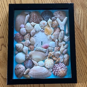 Sea Shell Shadow Box Wall Art