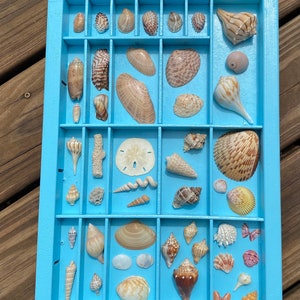 Vintage Printer Tray Shell Collection, Large Antique Wood Drawer, Natural Seashells, Coastal Art