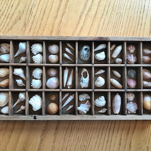 Vintage Printer Rule Tray Shell Collection,  Natural Seashells,