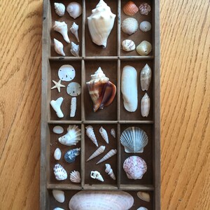 Vintage Printer Rule Tray Shell Collection,  Natural Seashells,