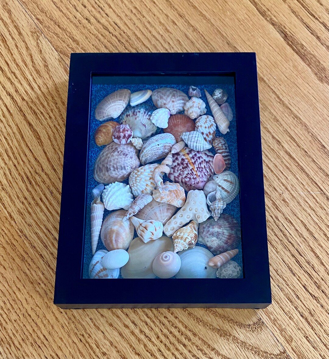 2023 Sea Shell Shadow Box Wall Art Etsy