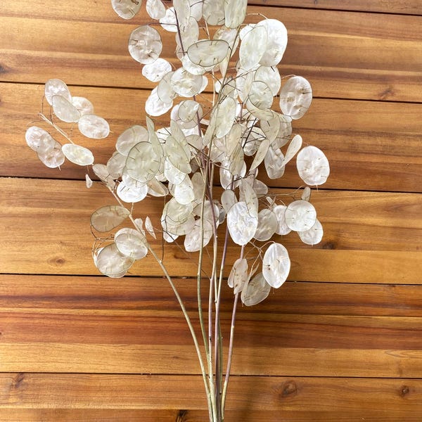 Large Dried Silver Dollar Bouquet~Lunaria