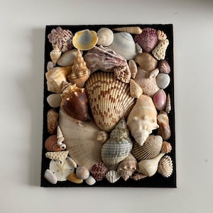 2025 Large Sea Shell Shadow Box Wall Art