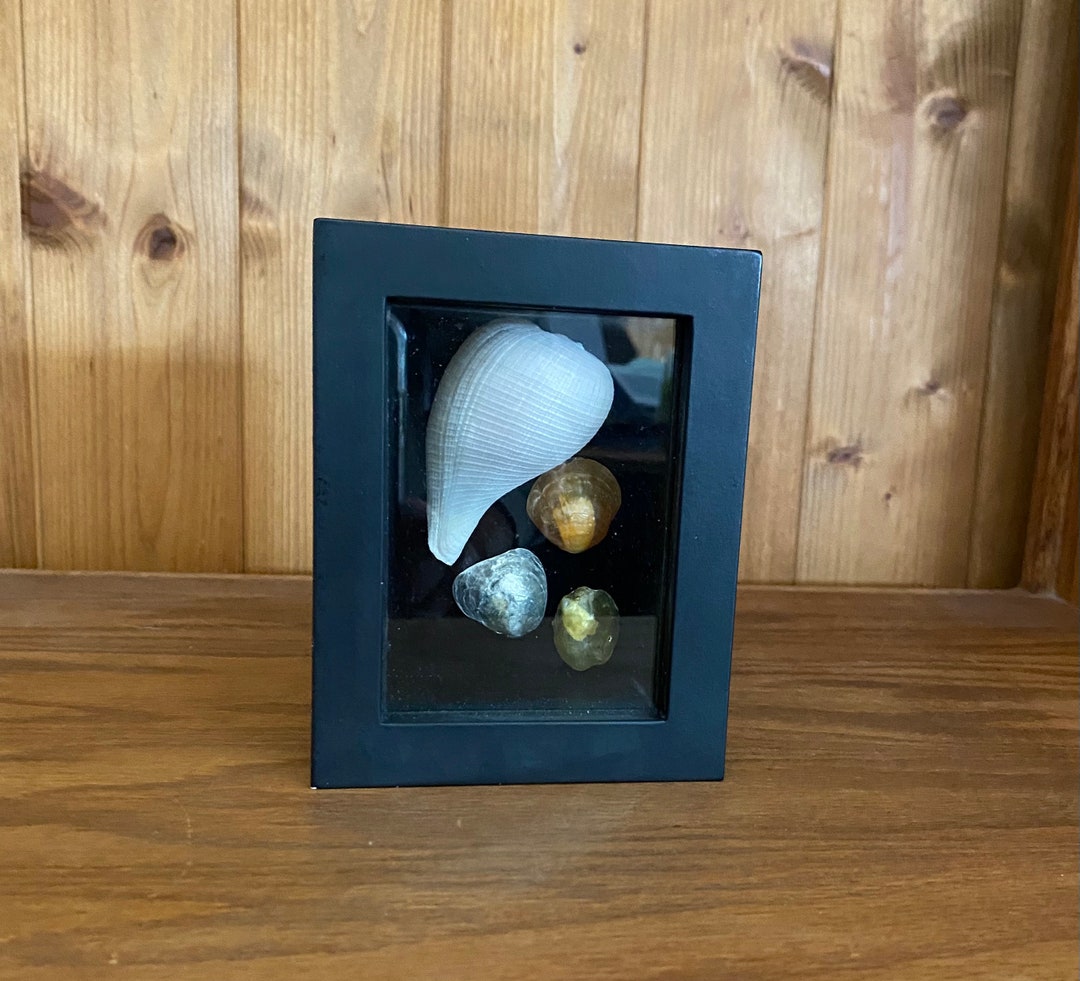 Sea Shell Shadow Box Wall Art - Etsy