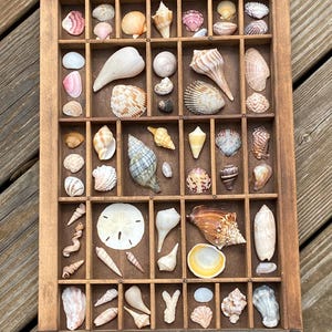 May include: A wooden display case filled with a variety of seashells. The shells are in various shapes, sizes, and colors, including white, pink, orange, and brown. The case is divided into small compartments, each holding a different shell.