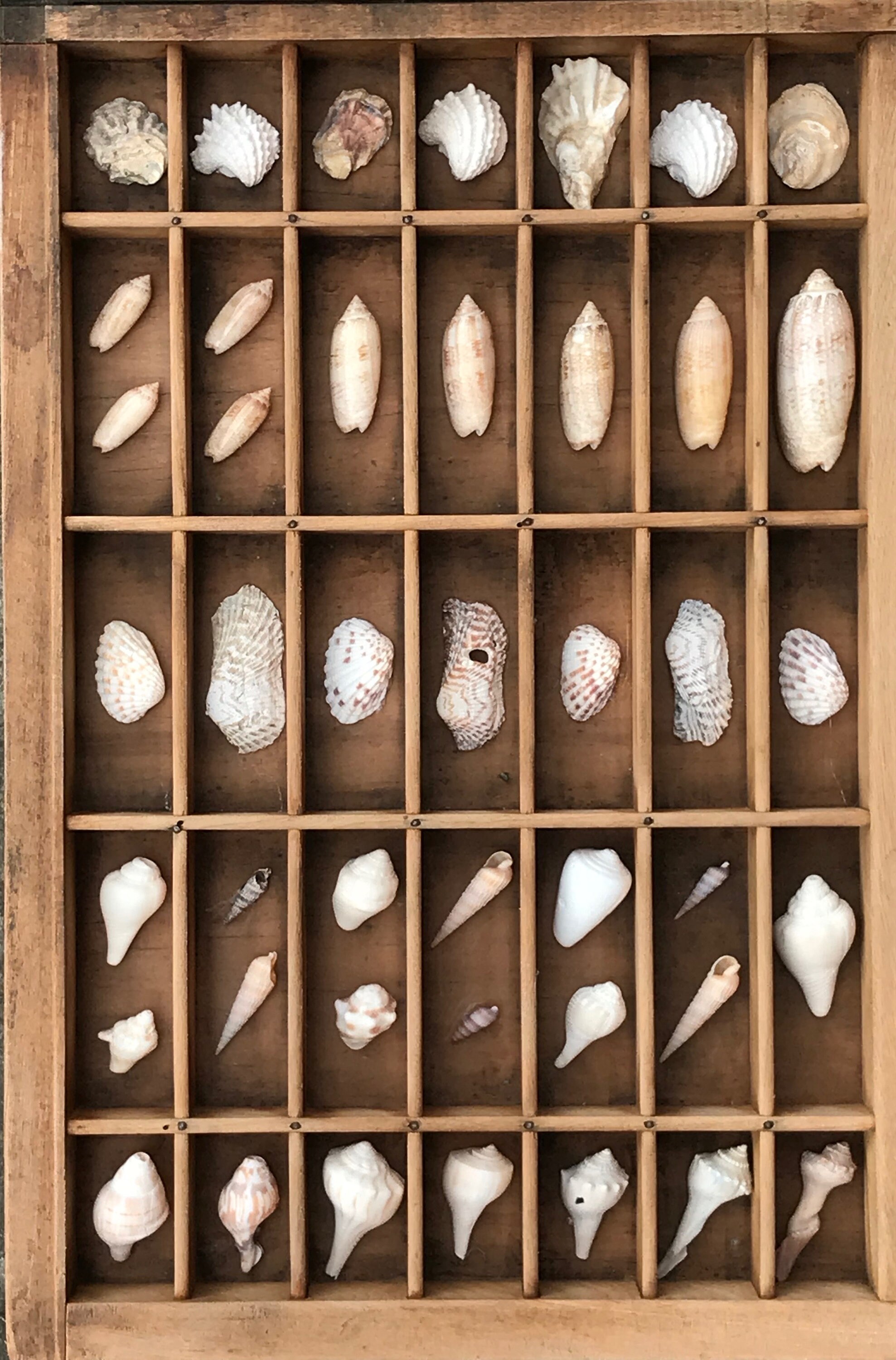 Vintage Printer Tray Shell Collection Large Antique Wood Etsy