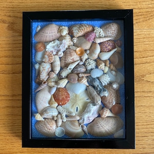 Sea Shell Shadow Box Wall Art