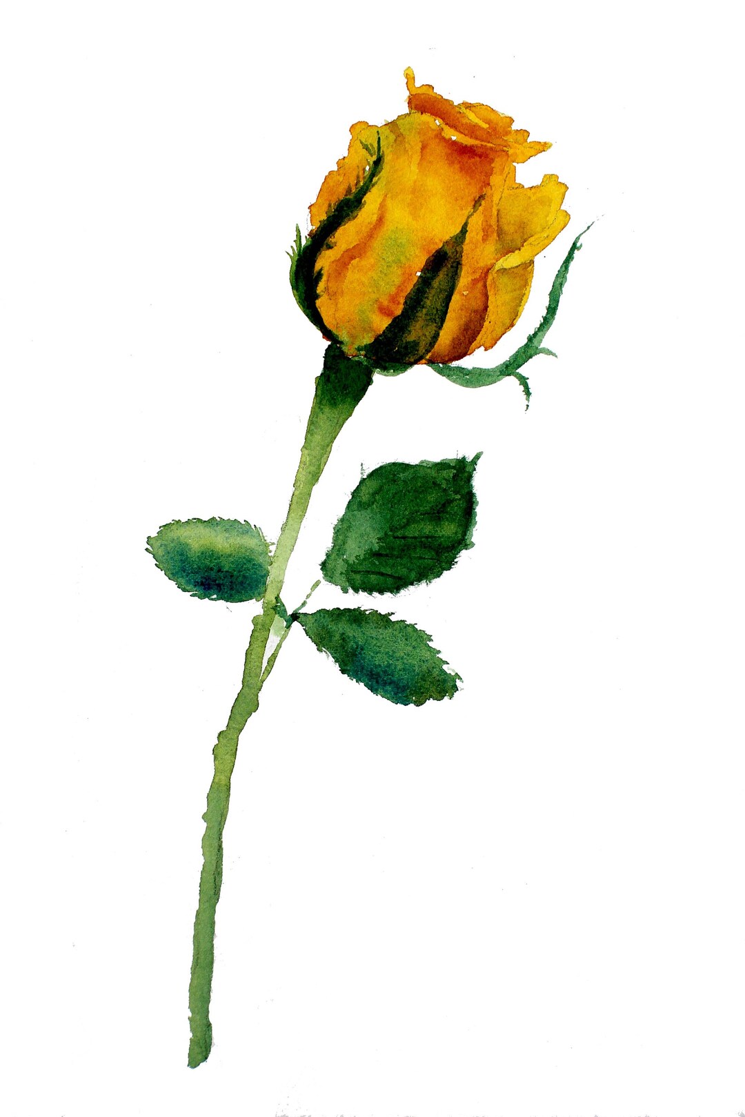 Yellow Roses To Print Title