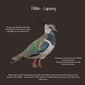 Lapwing - Pilibín