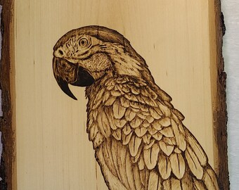 Parrot - Macaw Wood Burning