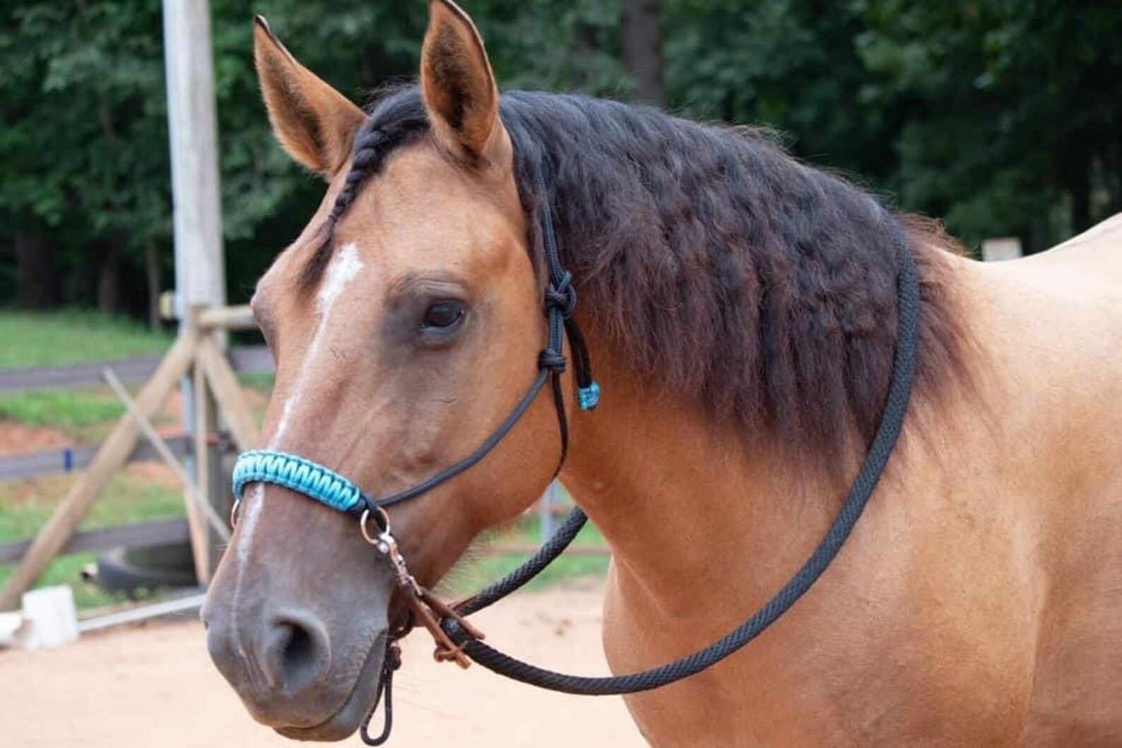 Custom Sidepull Rope Halter Custom Bitless Bridle Rope Etsy UK