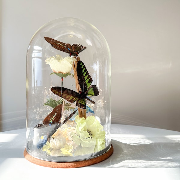 Butterfly Display - Etsy