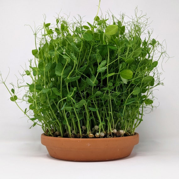 Organic Microgreen Growing Kit