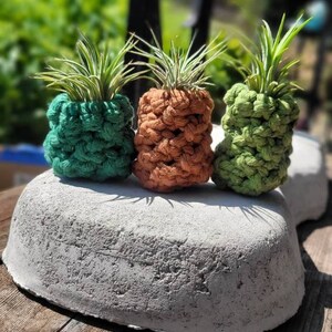 May include: Three small air plants in crocheted pots. The pots are green, orange, and brown. The pots are sitting on a gray concrete planter.