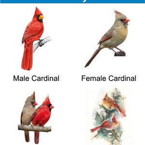 May include: Four images of cardinals. The first image shows a male cardinal, the second image shows a female cardinal, the third image shows a male and female cardinal together, and the fourth image shows a watercolor painting of a male and female cardinal.