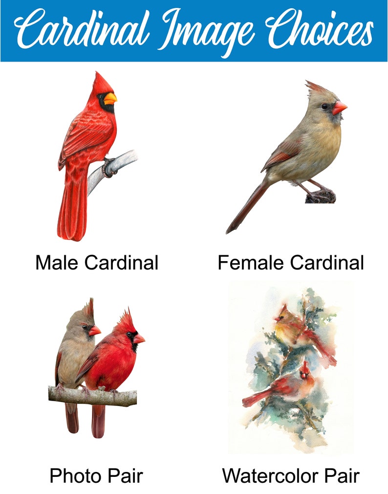 May include: Four images of cardinals. The first image shows a male cardinal, the second image shows a female cardinal, the third image shows a male and female cardinal together, and the fourth image shows a watercolor painting of a male and female cardinal.