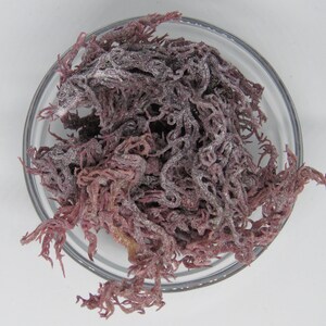 1lb St Lucia Purple Sea-Moss