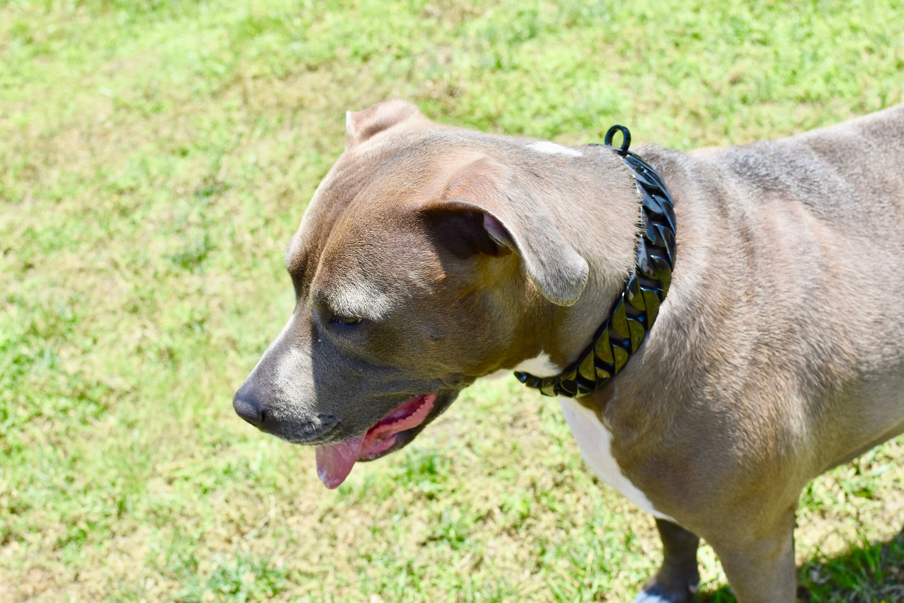 Black Dog Chain Collar - Cuban Link Slip Chain