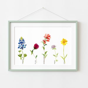 Texas Wildflowers Art, Spring Wildflower Print, Bluebonnet Wall Decor