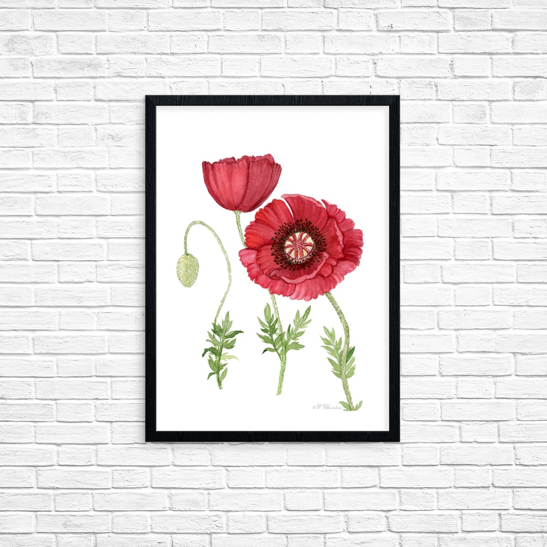 Red Poppy Watercolor Art Print: Botanical Floral Illustration - Etsy