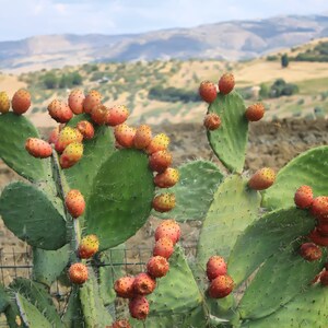 100% pure USDA biologische Marokkaanse cactusvijgzaadolie Antiverouderingsolie Hydraterende gezichtsolie 15 ml afbeelding 5