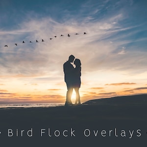 May include: Silhouette of a couple embracing against a sunset sky with a flock of birds flying overhead. The text "Bird Flock Overlays" is at the bottom of the image.