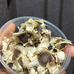 semilla de moringa isla 2oz