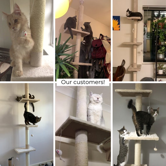 best floor to ceiling cat tree