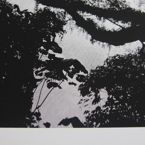 May include: Black and white photograph of a woodland scene with trees and branches.