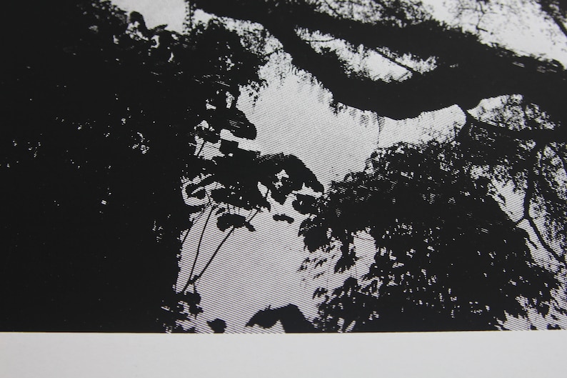 May include: Black and white photograph of a woodland scene with trees and branches.