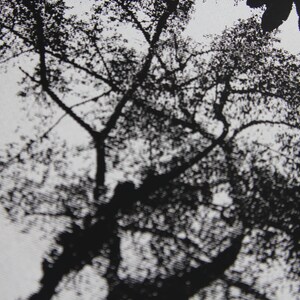 May include: Black and white silhouette of a tree with branches reaching up towards the sky.