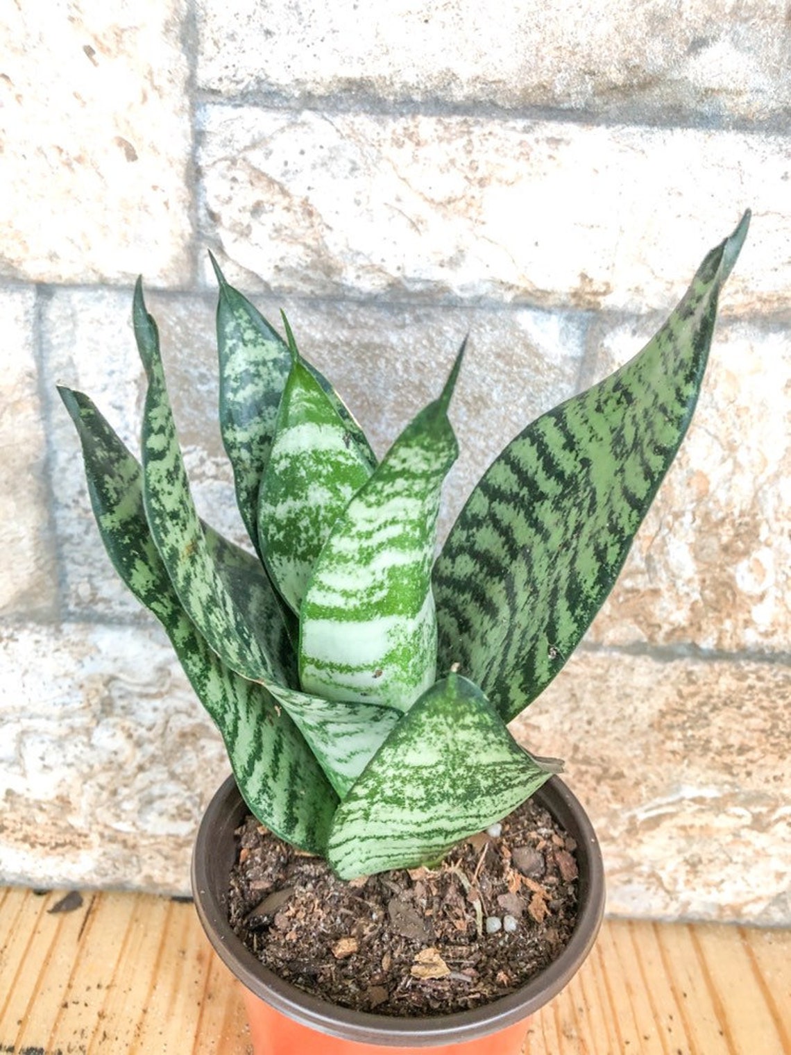 Sansevieria Trifasciata Futura Robusta Plant Live Snake Plant Etsy