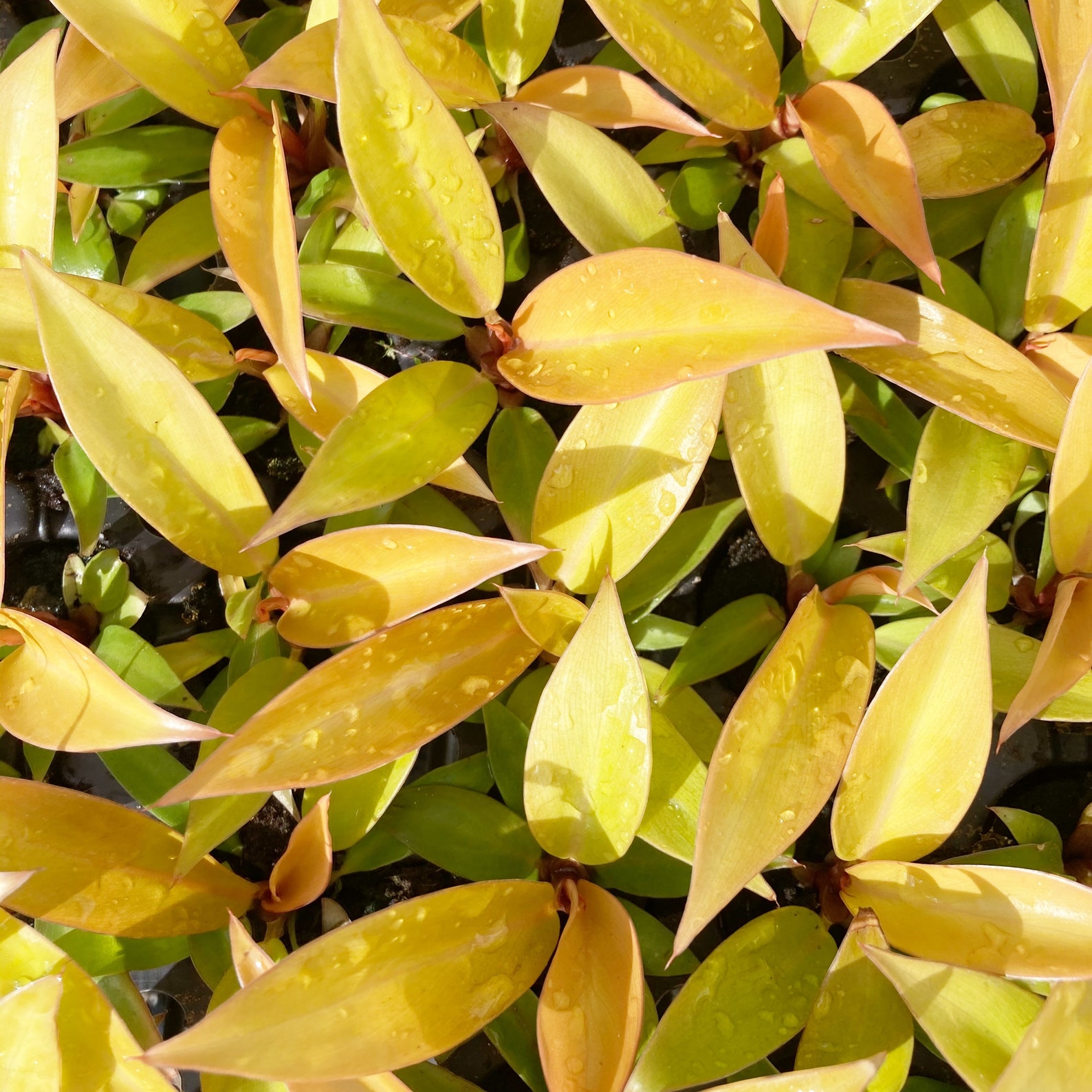 Sold Out For now Philodendron PRINCE OF ORANGE Etsy