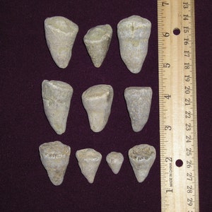 Ten Horn Coral Fossils From Kentucky