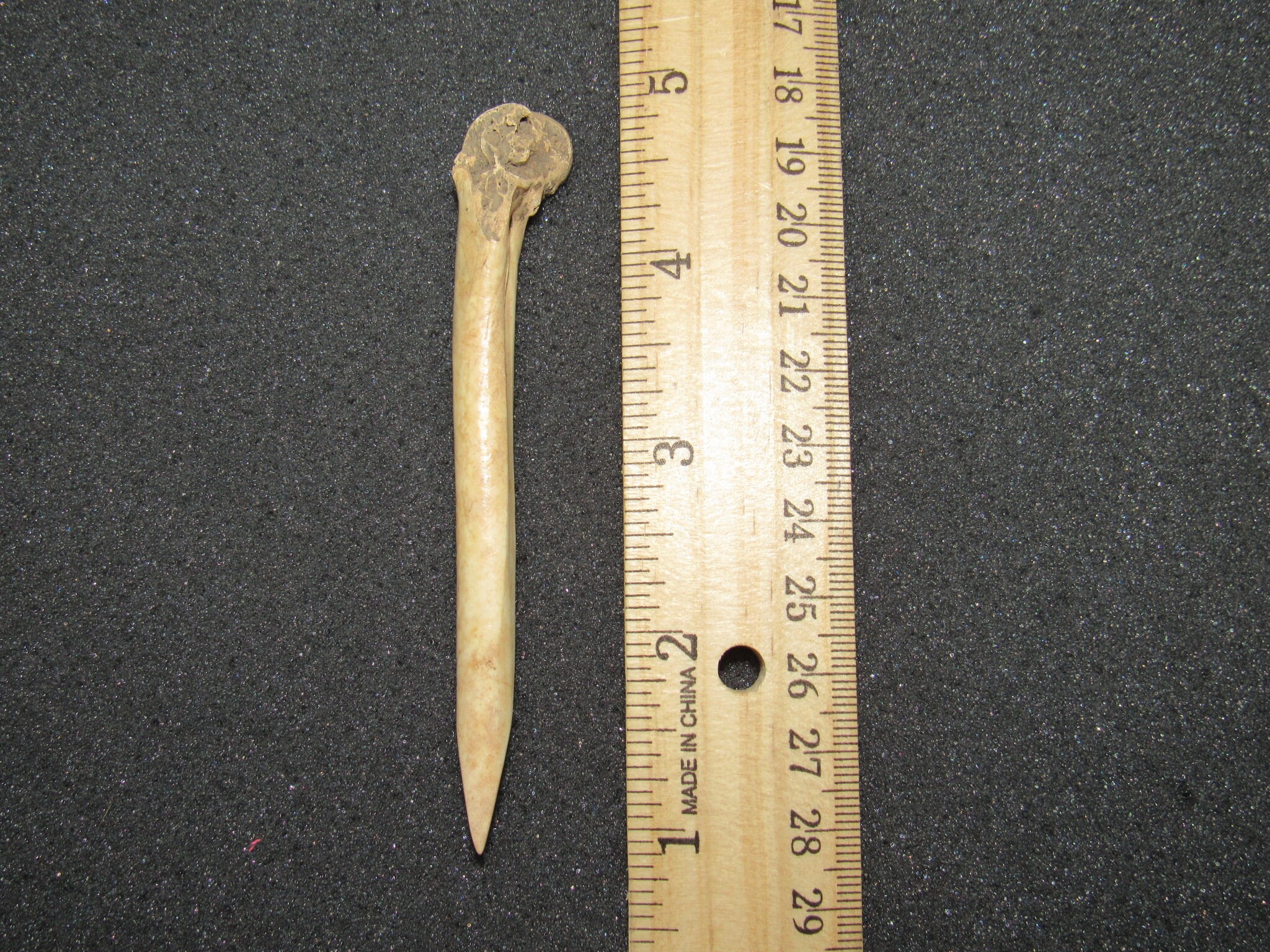 Prehistoric Indian Bone Awl Artifact IAGA COA Etsy