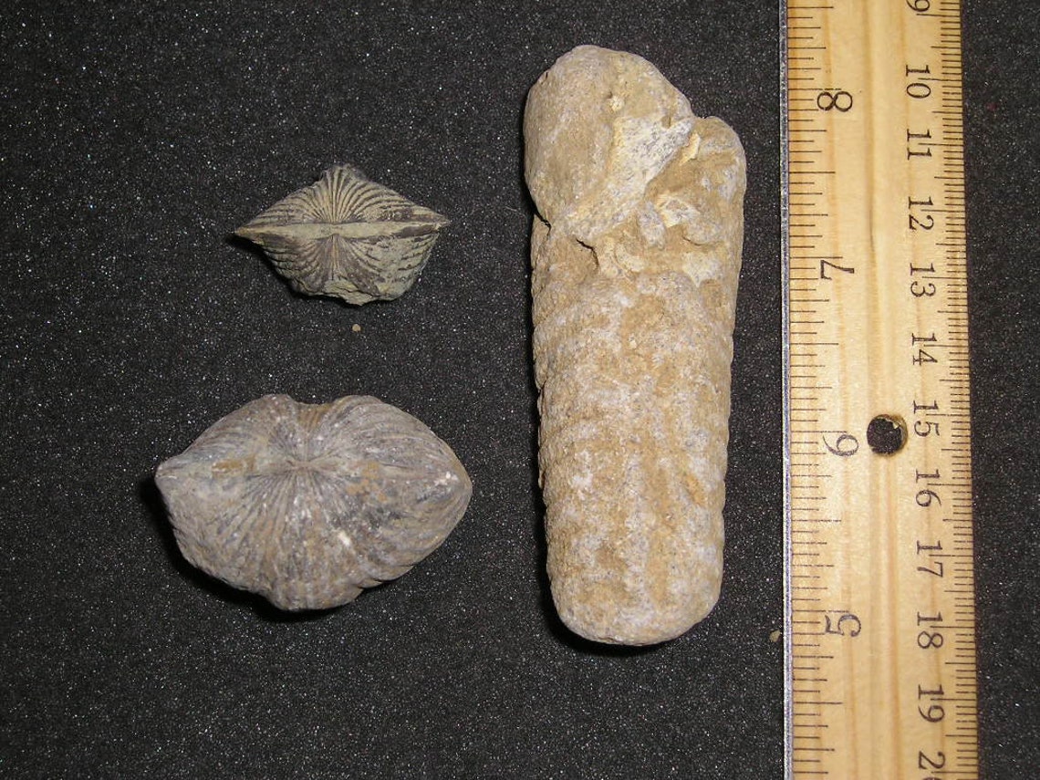 Three Beautiful Fossils From Kentucky Etsy