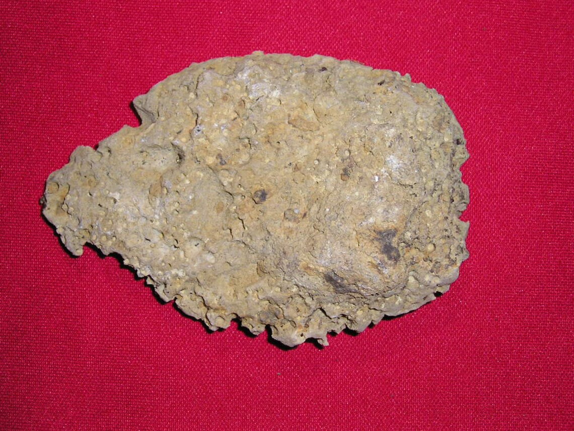 Large Coral Fossil From Kentucky Etsy
