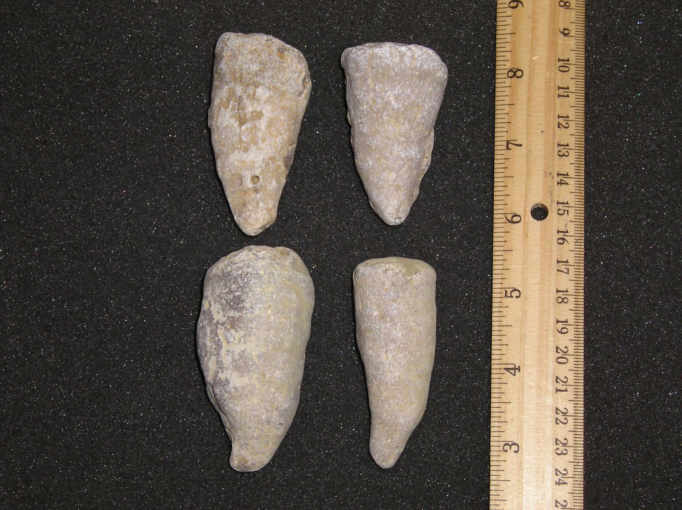 Four Large Horn Coral Fossils From Kentucky Etsy