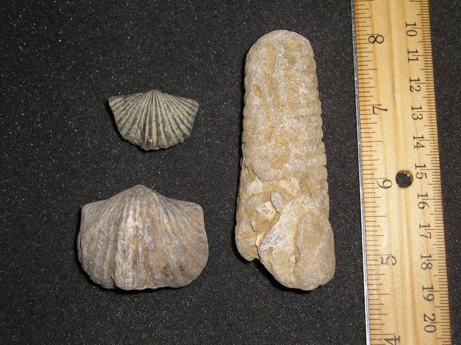 Three Beautiful Fossils From Kentucky Etsy