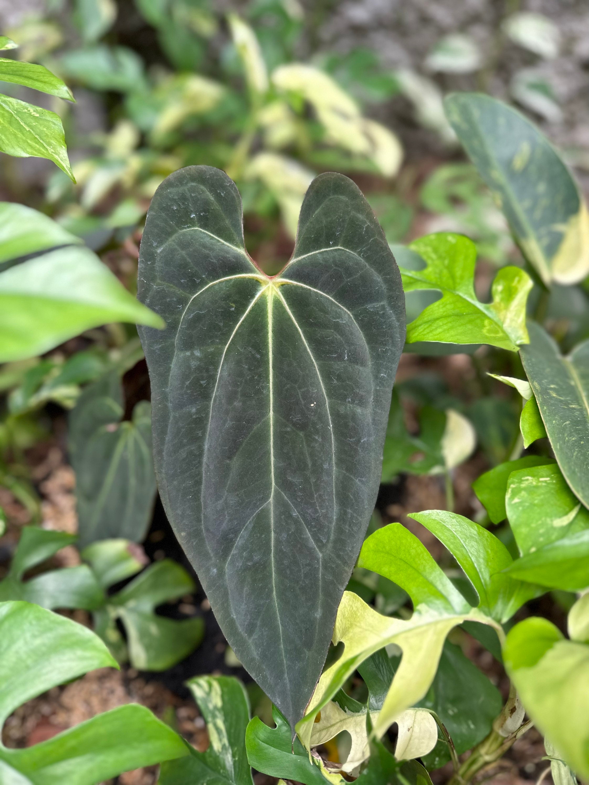 Anthurium papillilaminum x-one アンスリウム パピリラミナム X one