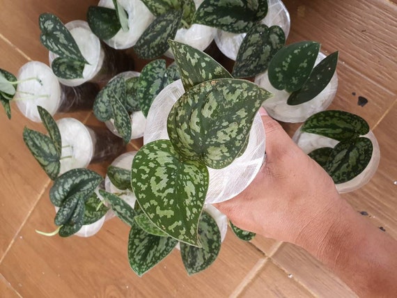 Scindapsus Exotica Tricolor