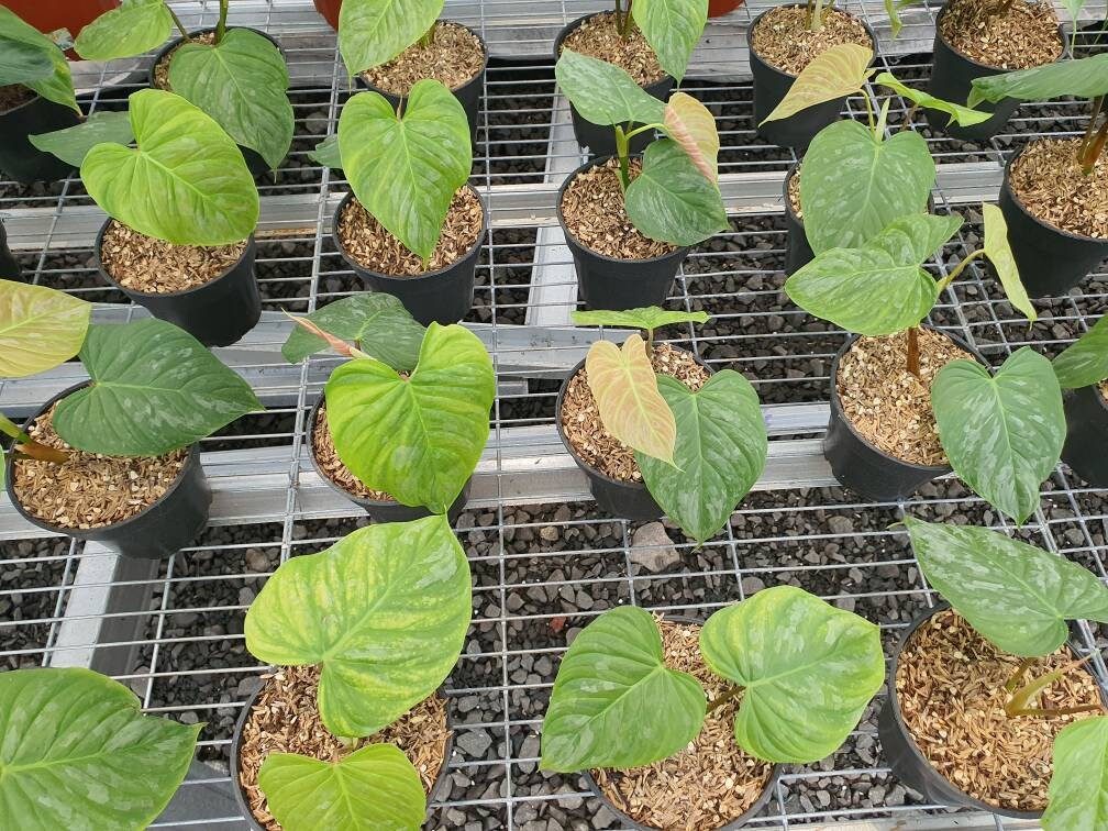 Philodendron Majestic Etsy Singapore