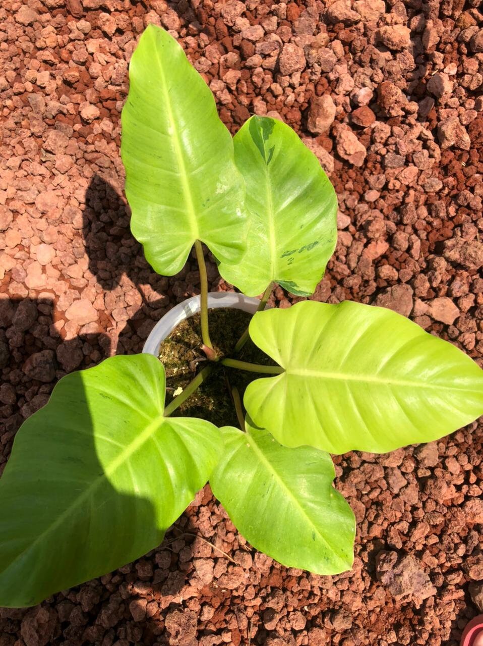 Philodendron Jungle Fever Etsy UK