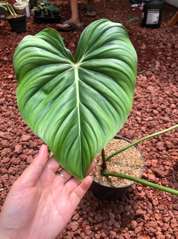 Philodendron Pastazanum Shipping By Dhl Etsy Singapore